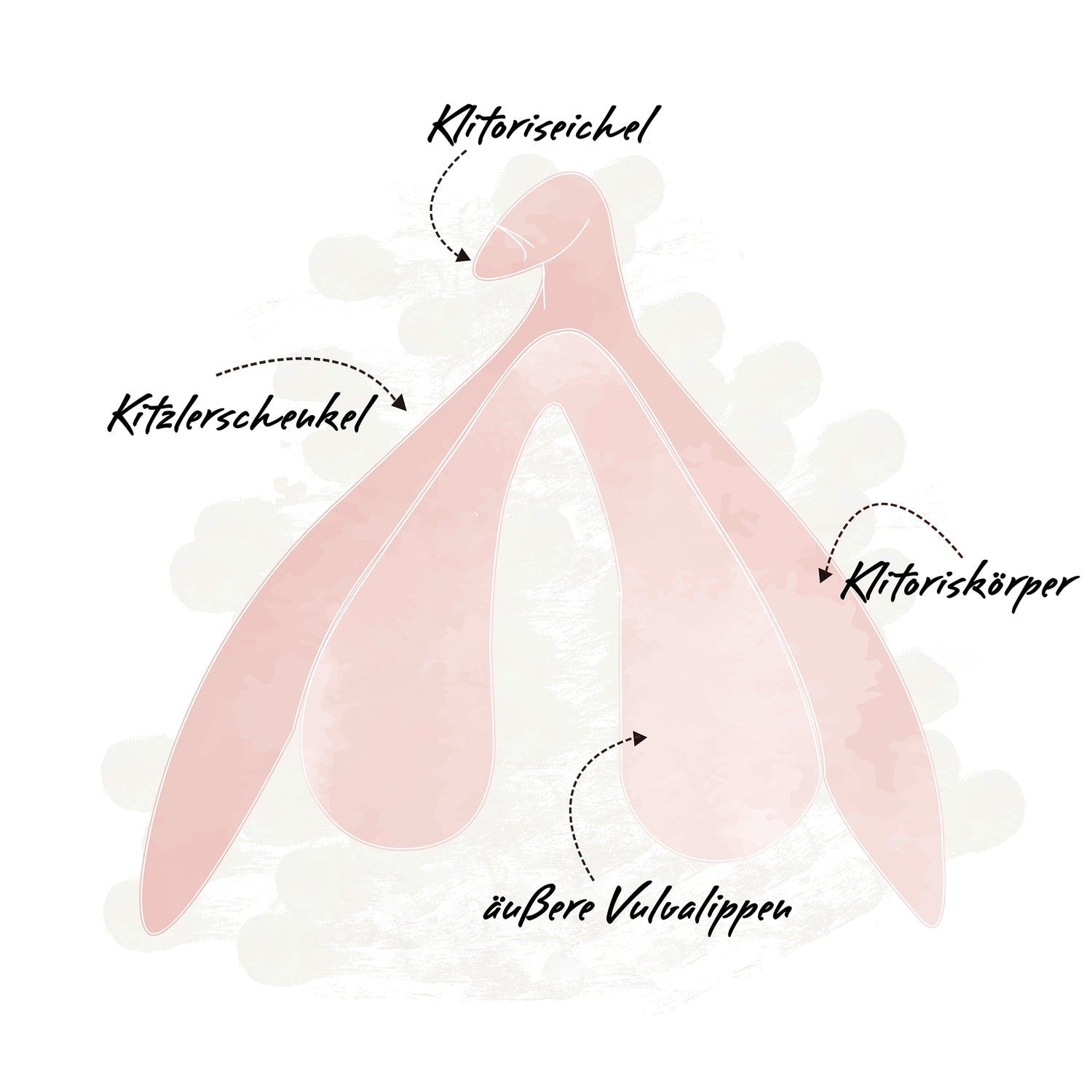 Illustration Anatomie weiblicher Intimbereich Klitoris mit Beschriftung für Klitoriseichel, Kitzlerschenkel, Klitoriskörper, Schamlippen