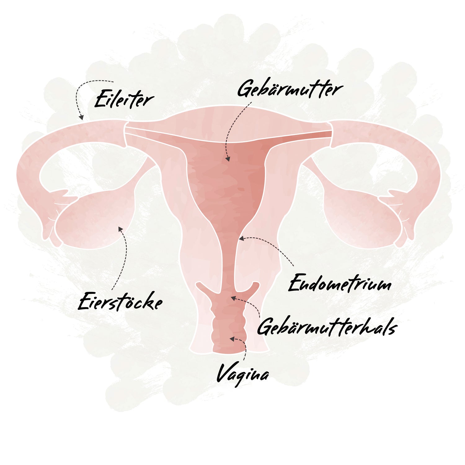 Illustration Anatomie innerer Intimbereich Frau mit Beschriftung für Vagina, Gebärmutterhals, Endometrium, Uterus, Eileiter und Eierstöcken